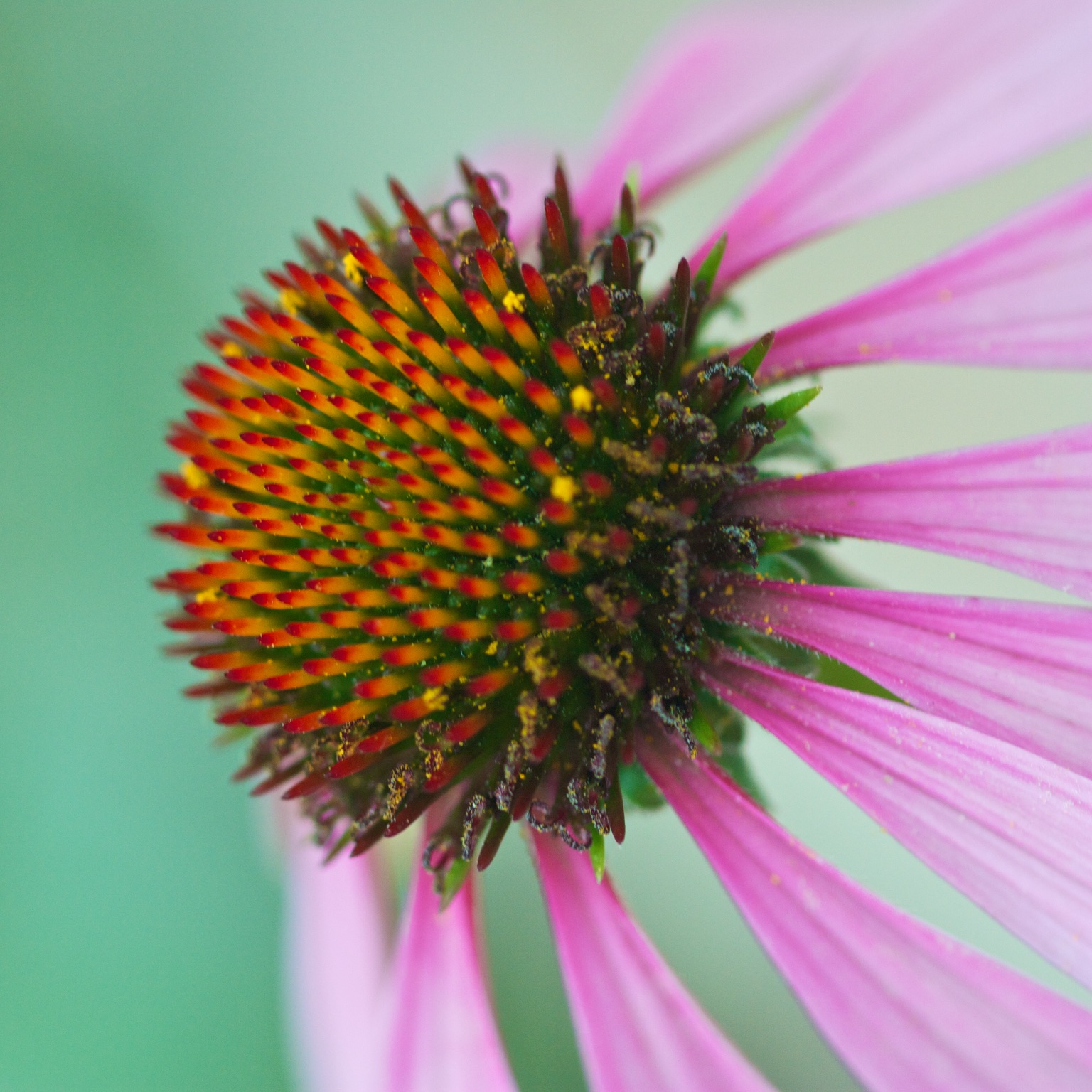 Echinacea Flower